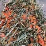 hay with carrots for rabbits