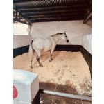 Large Bales of Wood Shavings - 2 pack