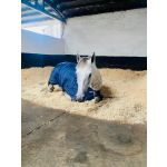 Large Bales of Wood Shavings - 2 pack