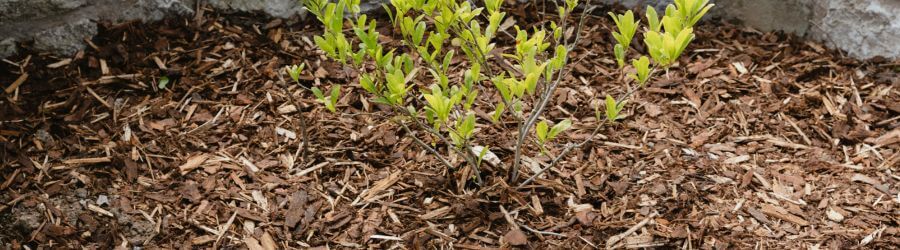 bark mulch - how to use it in your garden